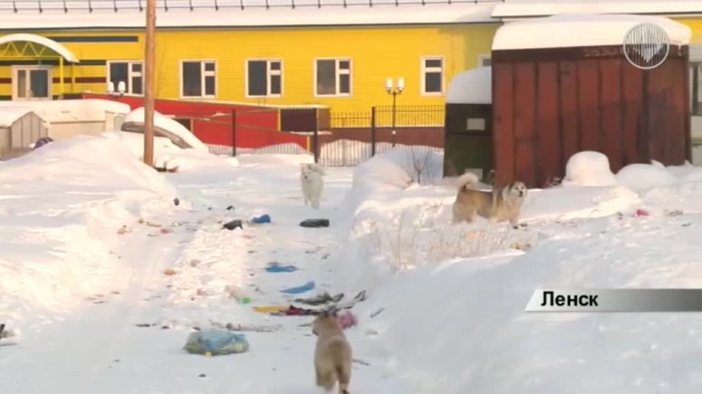 В Ленске безнадзорные собаки ходят стаями