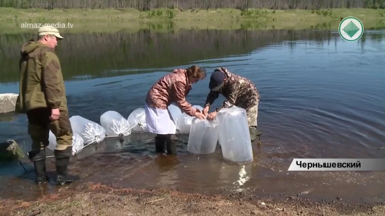 Чернышевский рыбоводный завод и "АЛРОСА" поддерживают популяцию рыб Вилюйского водохранилища