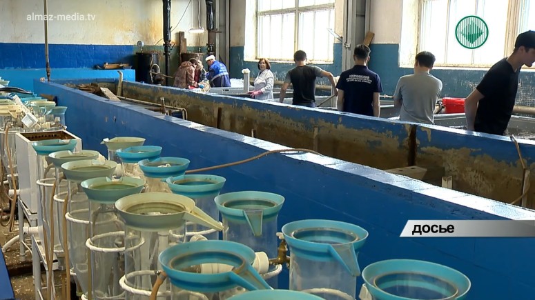 На Чернышевском рыбоводном заводе займутся разведением сибирских осетров