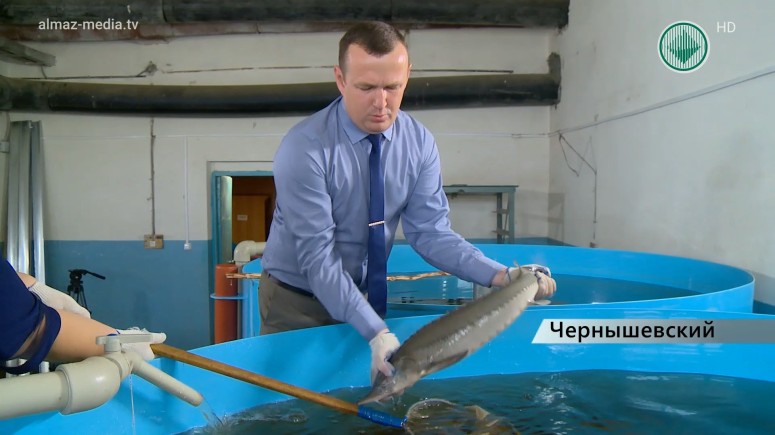 В Чернышевский рыбзавод завезли 28 особей сибирского осетра