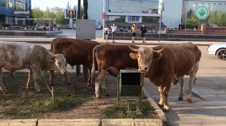 В центре Мирного пасутся быки и коровы