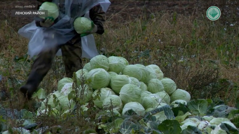 Ленские крестьяне довольны урожаем овощей