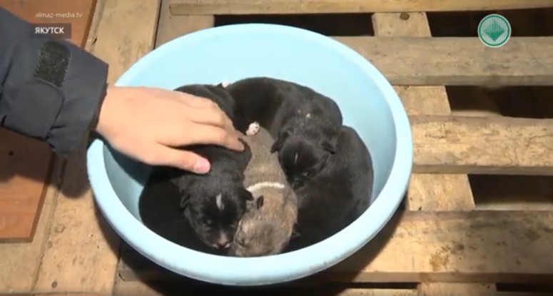 В Якутии клонированная лайка родила пять щенков