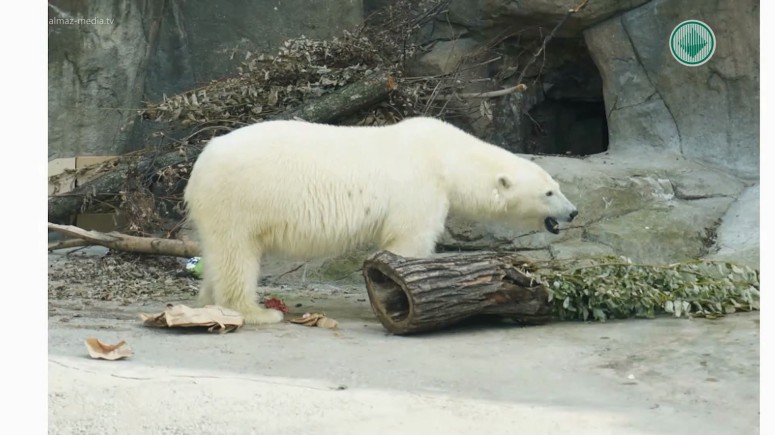Россияне выбрали имя для белой медведицы из Томпонского района