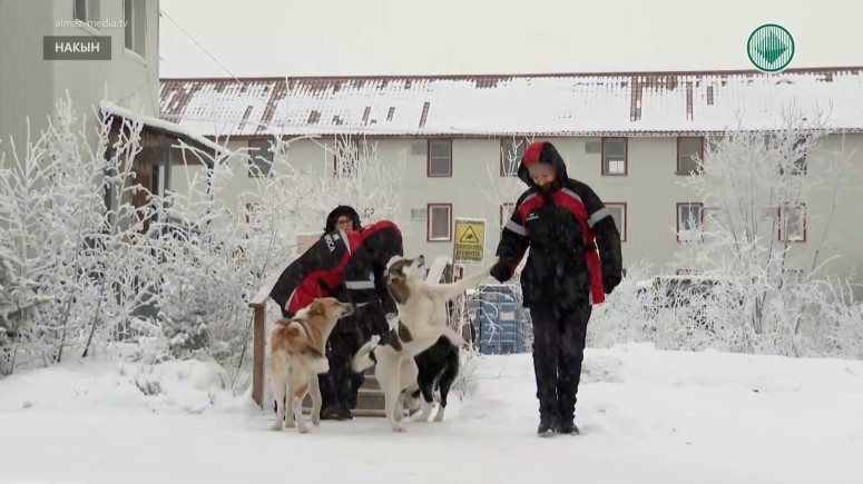 Работникам Накына АЛРОСА поможет забрать собак из вахтового поселка