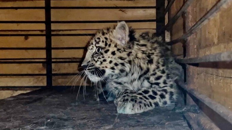 Спасённый котёнок дальневосточного леопарда выпущен в вольер