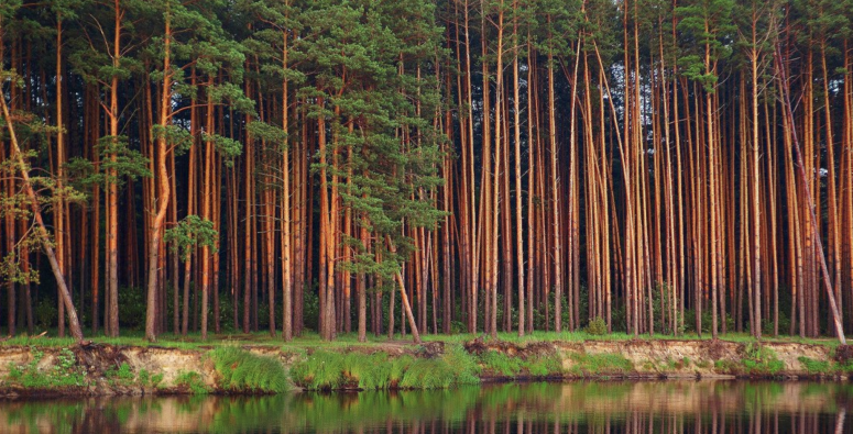 В России планируют восстановить 1,4 миллиона гектаров леса
